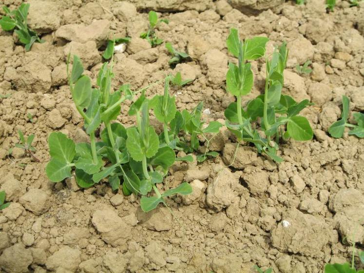 Pois de conserve bio, le désherbage se joue dès la levée.