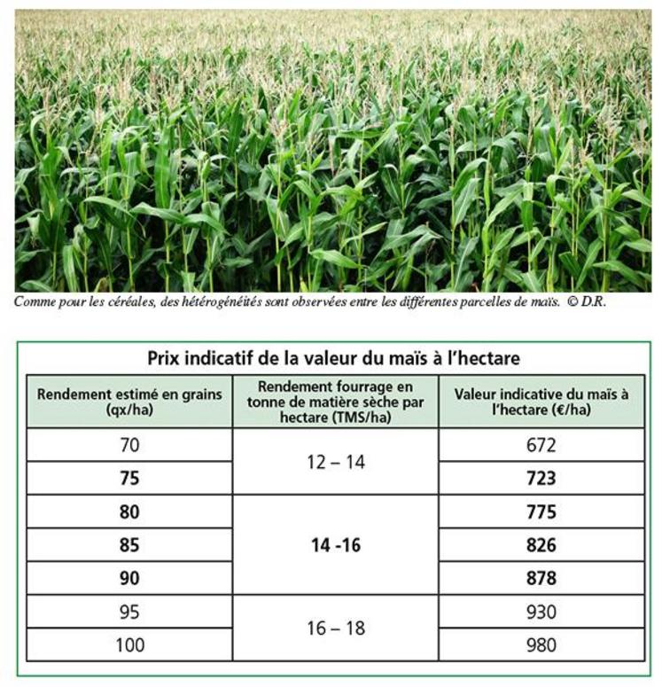 Comme pour les céréales, des hétérogénéités sont observées entre les différentes parcelles de maïs.