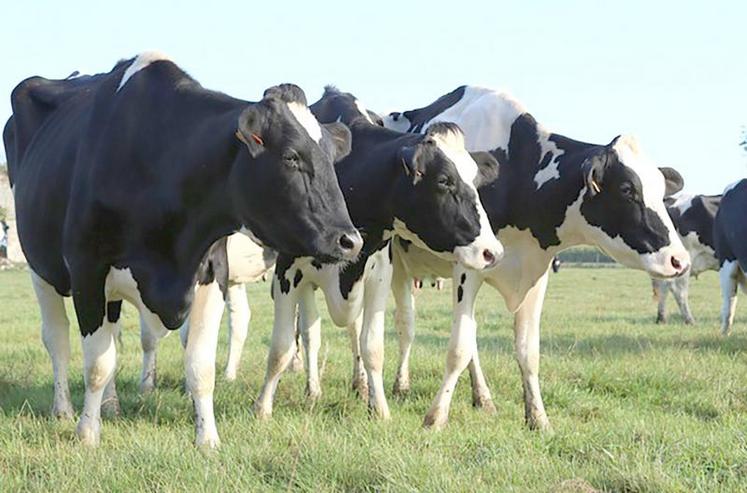 Les maladies métaboliques (acidose, acétonémie, etc.) peuvent être à l'origine d'un bon nombre de maux 
en élevage laitier.