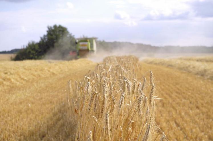 Les résultats en escourgeon sont plutôt bons, mais il y a de grosses disparités, car certaines parcelles sont à 60 qx/ha alors que d’autres atteignent les 100 qx/ha».