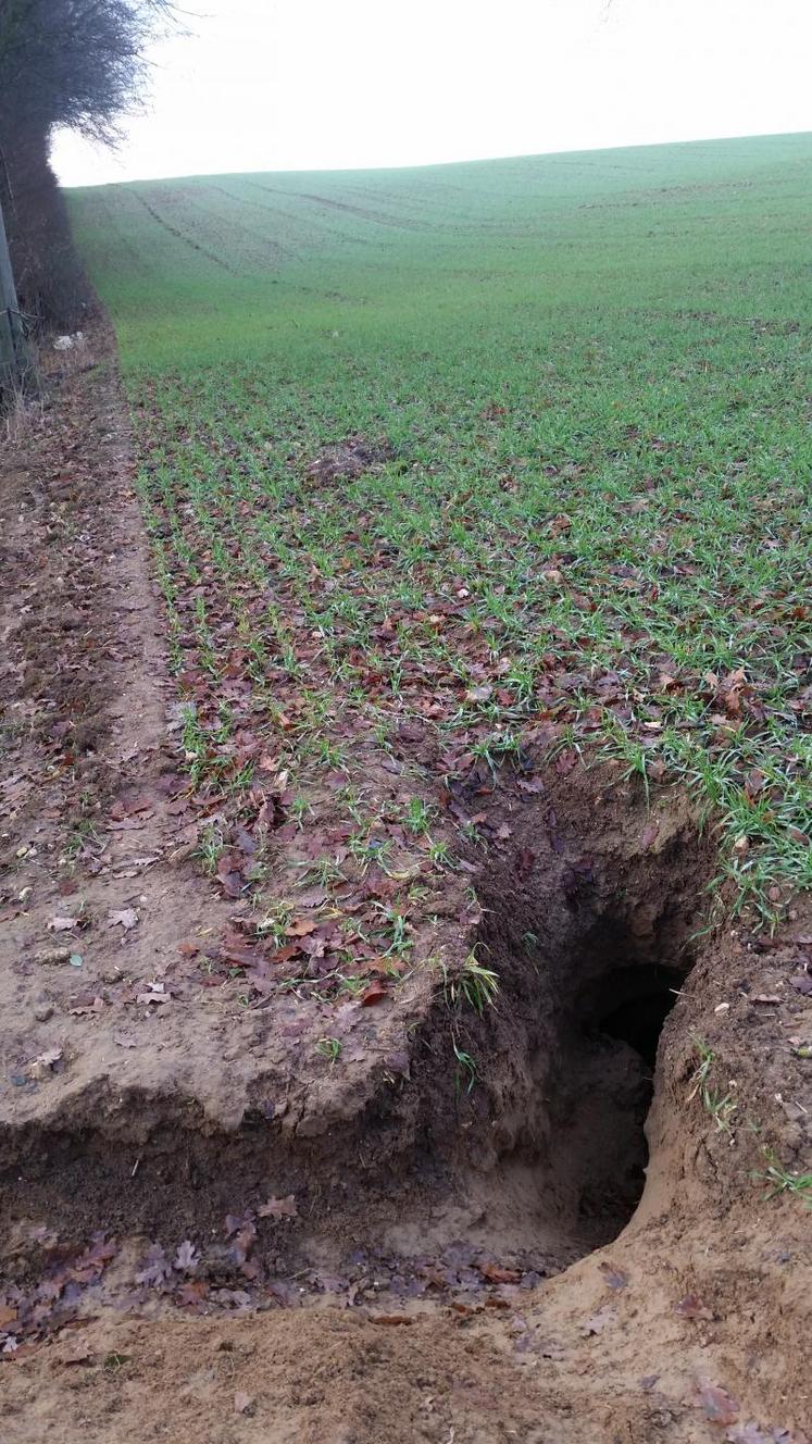 Galerie creusée par le blaireau dans une parcelle de blé.
