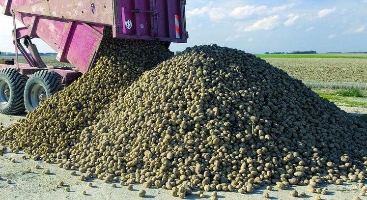 Pommes de terre fécule : une aide aux producteurs de 5 M€ - La Marne  Agricole