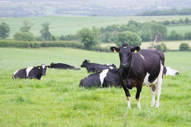 L’herbe fait la force de l’agriculture irlandaise.