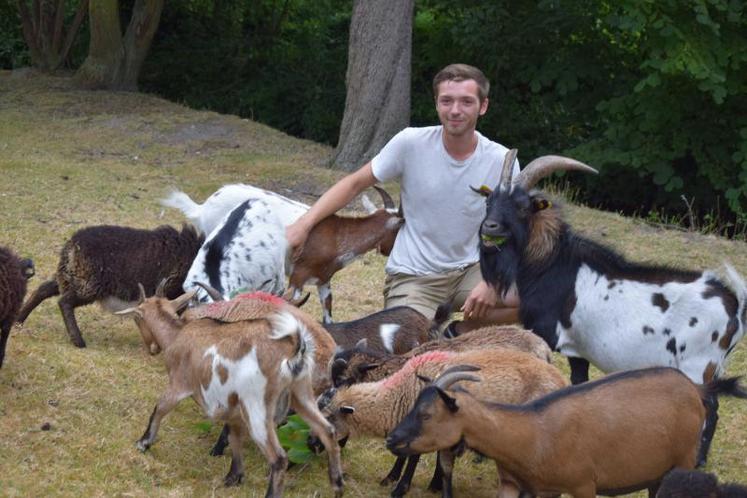 Pas meilleures «tondeuses» que les chèvres de Pierre Bellavoine pour entretenir les espaces naturels en préservant leur biodiversité.