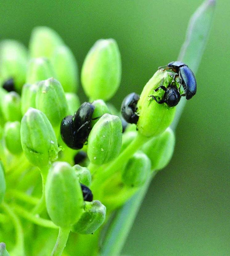 Méligèthes sur boutons floraux.