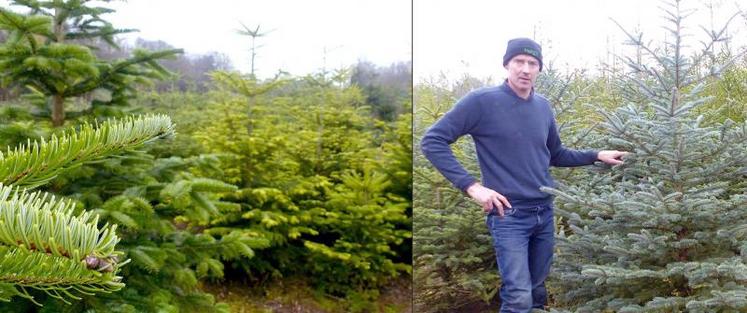 Eddy Goethals cultive 4 ha de Nordmann, d’Épicéas et de Pengens. Chaque année, les 2 000 à 2 500 sapins partent comme des petits pains.