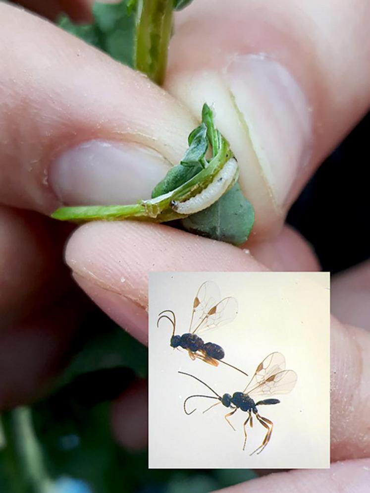 Cette larve d’altise est condamnée, elle présente une tache noire, signe de parasitisme par une micro-guêpe parasitoïde.