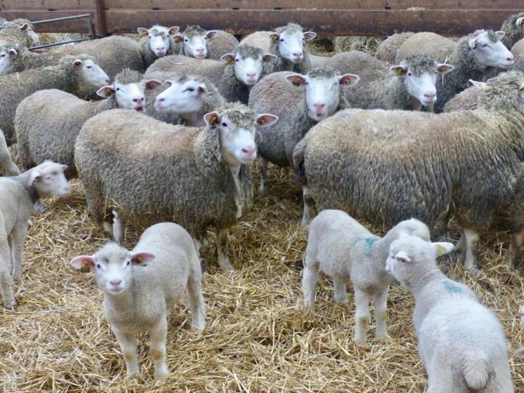 Chez Émile Drouvin, éleveur à Longpré-les-Corps-Saint, quatre-cents agneaux doivent partir pour Pâques, mais avec le confinement, la demande est très faible.