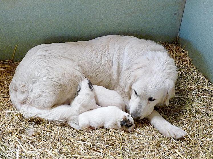 Il est important de prendre un chiot issu de parents reconnus pour leurs aptitudes à la protection des troupeaux.