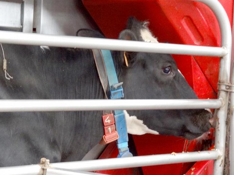 Il n’existe pas une seule fréquentation idéale pour tous les élevages.