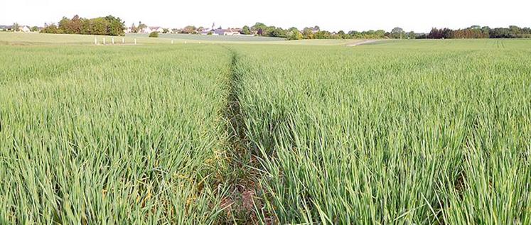 Dix variétés ont été comparées aux variétés préférées des malteurs et brasseurs de France les plus cultivées.