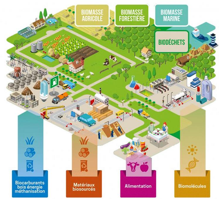 La bioéconomie englobe l’ensemble des activités de production et de transformation de la biomasse, qu’elle soit d’origine agricole, forestière ou aquacole, à des fins de production alimentaire (humaine ou animale), de chimie biosourcée, de matériaux biosourcés ou d’énergie.