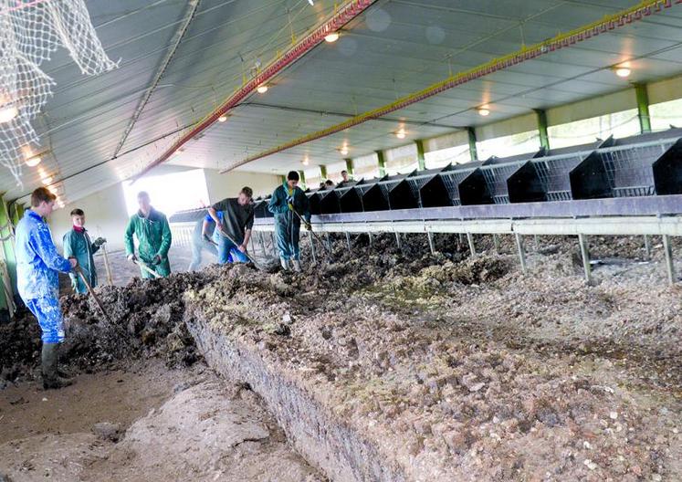 Pas moins de 800 m2 à vider de ses volailles, puis à curer, nettoyer, sécher, désinfecter et laver.