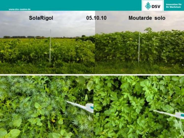 A gauche, le mélange TerraLife SolaRigol DT est plus dense qu’un couvert de moutardes seules, à droite. 
