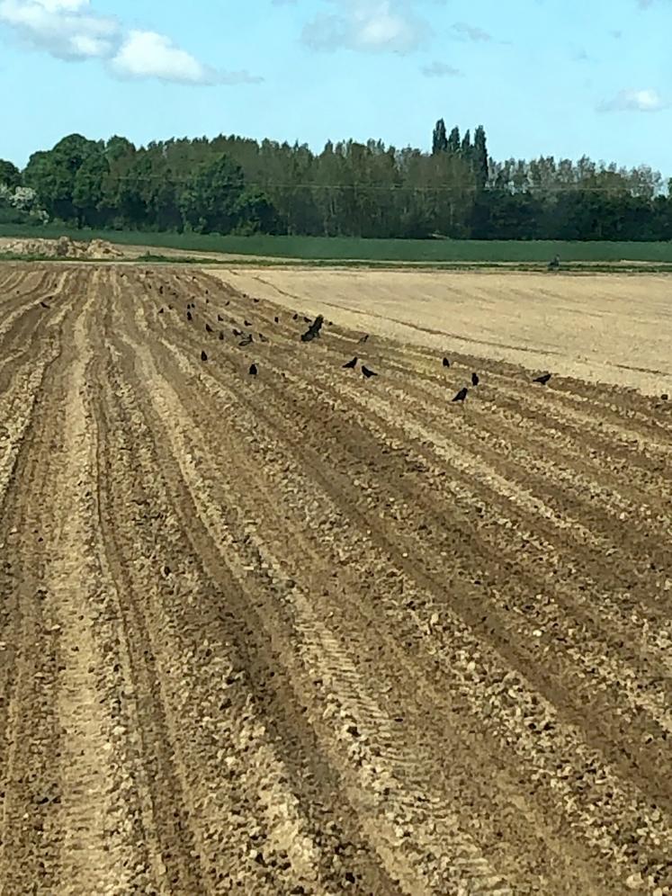 Le taux de perte sur les parcelles impactées est estimé à plus de 20 % (soit au minimum 1,2 hectare sur une parcelle totale de 6 hectares).