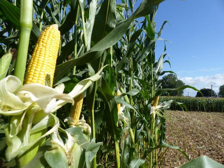 Mieux vaut attendre le bon remplissage des épis en grains, quitte à ce que le maïs soit sec, car «c’est le grain qui apporte la valeur nutritive à l’ensilage».