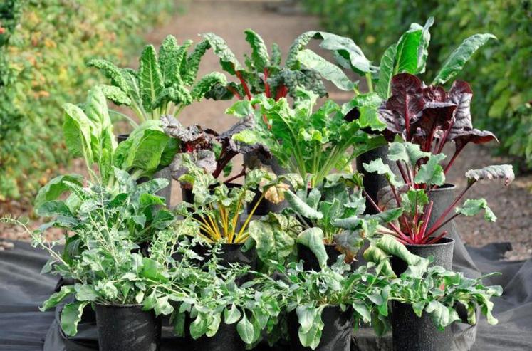 Seize plantes de référence ont été croisées avec du matériel élite afin d'introgresser de nouveaux allèles d'origine exotique. Aujourd'hui, 3 200 lignées créent un réservoir de population.