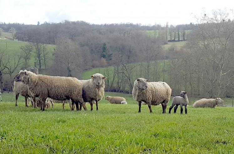 Arrêter le déprimage lorsque la somme des températures atteint 450°C sous peine de faibles rendements à la fauche.