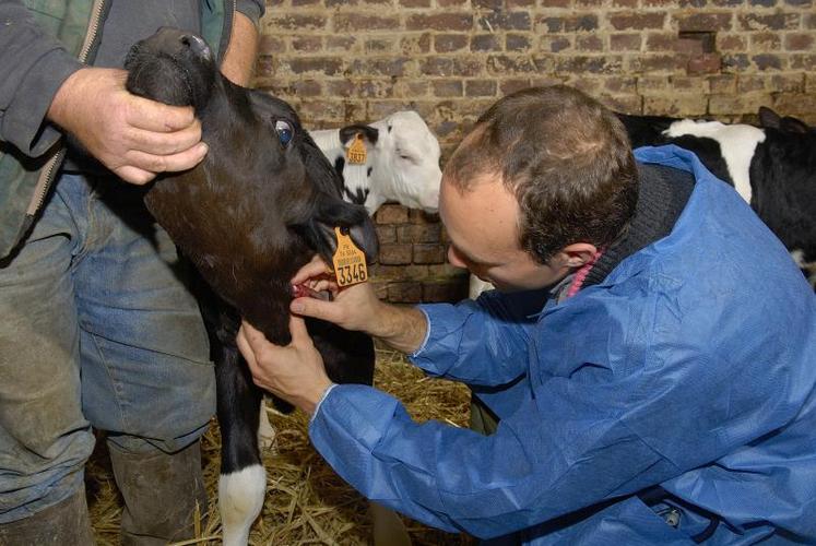 Dans les cheptels encore infectés en IBR, le dépistage débutera comme l’an passé à douze mois. 
Toutefois, pour des raisons de sécurité, les taurillons ne seront pas faits.