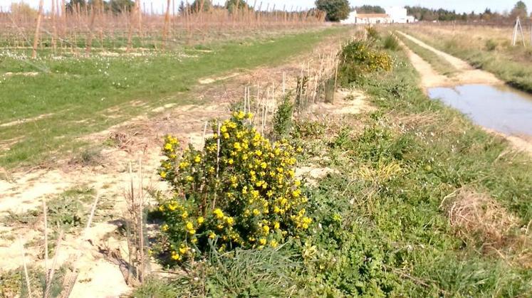 Il faut adapter les essences à la station et au sol de l’exploitation. 
