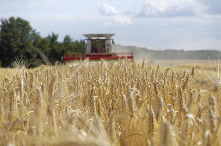 Un semis d’orge de printemps le 10 novembre impliquerait une récolte autour du 25 juillet.