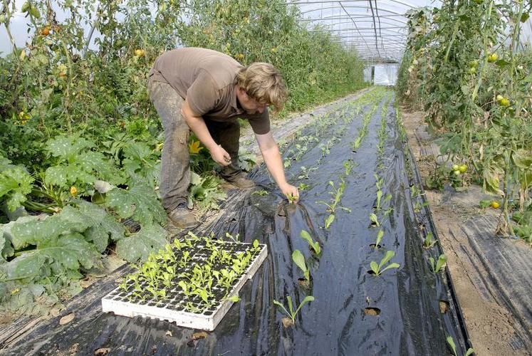 Légumes de France propose la création d’une carte de producteur, qui assurerait authenticité et traçabilité, dont chaque professionnel pourrait disposer.