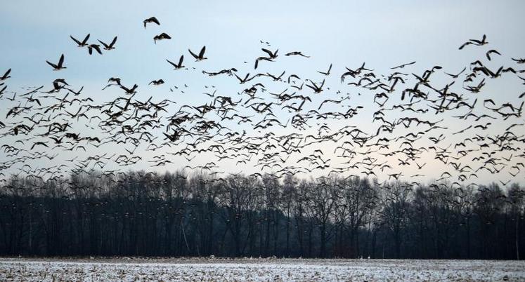 L’émergence de foyers d’influenza aviaire hautement pathogène chez des oiseaux sauvages et domestiques dans l’ouest de la Russie et au Kazakhstan ces derniers mois font craindre une réapparition de l'épizootie en Europe du nord et de l'est dans les prochaines semaines.