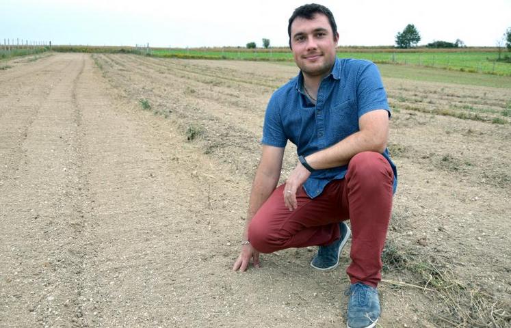 La parcelle de 0,5 ha, entre Terramesnil et Beauquesne, dans laquelle Maxime Thuillier cultive du safran.