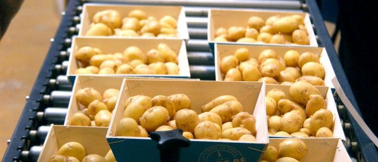 La France est le 1er exportateur mondial de pommes de terre, et le 2e exportateur mondial de plants de pommes de terre. Est-ce pour autant un exemple de la France qui gagne ? Telle était la question posée lors du congrès de l’UNPT.