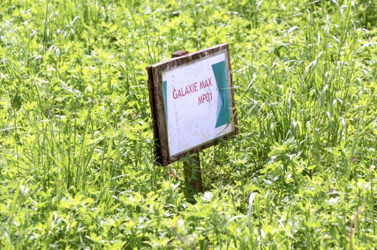 Parcelle de luzerne bio en phase d’essais cultivée par Bertrand Flayac, membre de la coopérative Grasasa.