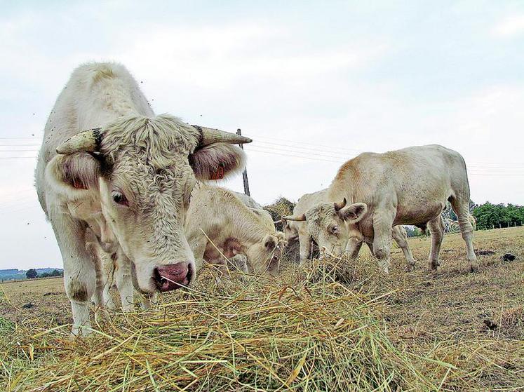 Les températures estivales ont augmenté de 2°C en trente ans et le déficit hydrique au printemps s'est creusé de 100 mm. 
À l'avenir, le creux estival de production des prairies sera plus marqué.