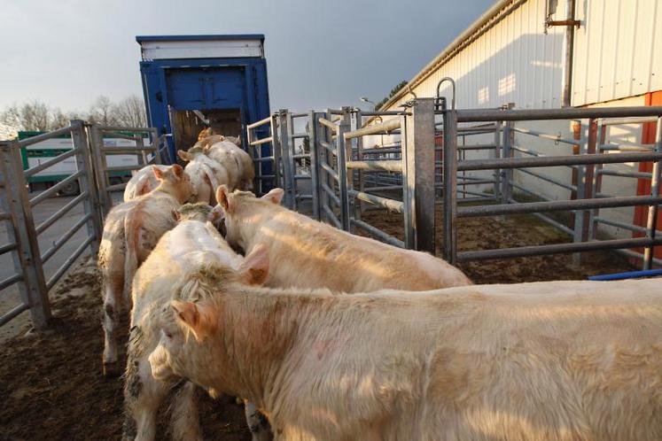Après le Brexit, qu’adviendra la filières bovine, très dépendantes du marché britannique ?