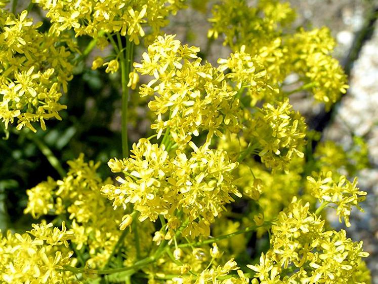 La plante possède des feuilles vertes et des fleurs jaunes. Le pigment est extrait de ses feuilles, tandis que ses graines servent à produire de l’huile.