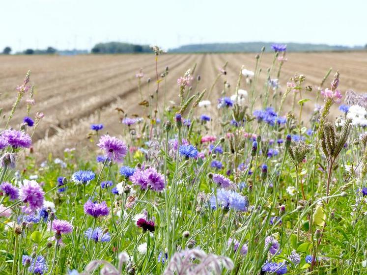 La lutte biologique passe par l’aménagement d’habitats pour les auxiliaires, comme des haies ou des bandes fleuries.