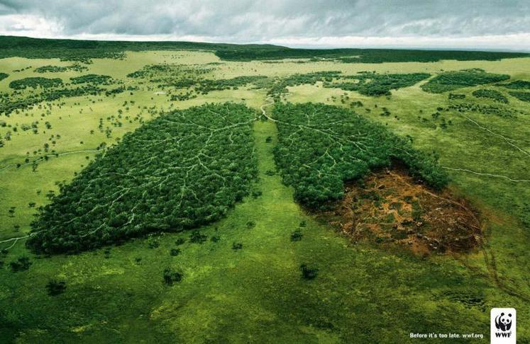Les forêts tropicales ne compensent désormais que 1 % des émissions anthropiques de gaz à effets de serre...