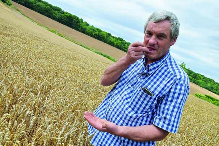 La moisson du blé «Bel «épi» s’est terminée dimanche à Ailly-sur-Noye. Moyenne de rendement : 87 qx/ha.