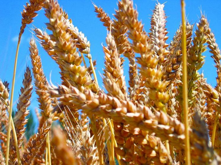 La récolte de blé tendre de cette année frôle les 41 Mt.