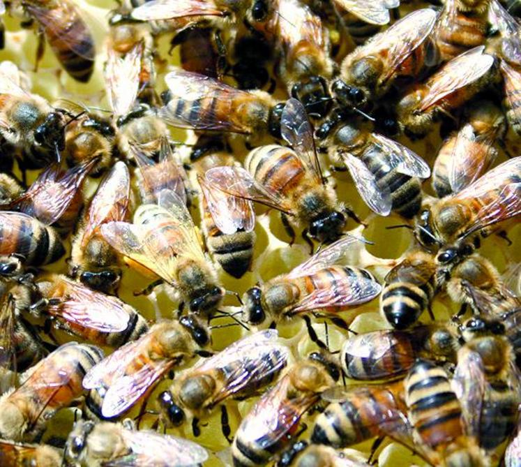 Le sucre permet de nourrir les abeilles pendant l’hiver.