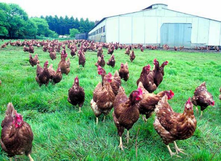 Niveau consommation, 32 % des achats proviennent de poules élevées en plein air.