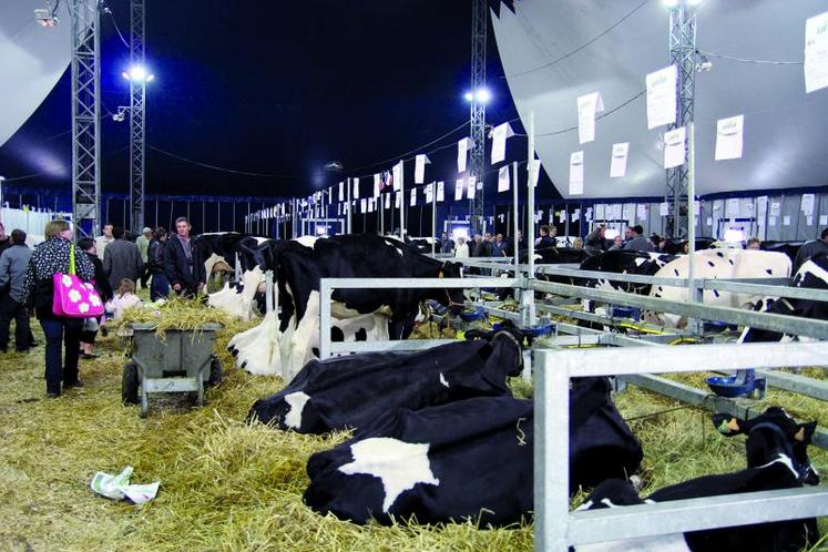 Plus de 300 bovins seront présentés à Terres en Fête.