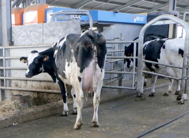 Le robot engendre un peu moins de travail à effectif constant qu’une salle de traite, mais surtout permet plus de souplesse, de confort de travail et une qualité de vie 
améliorée avec moins de pénibilité physique.