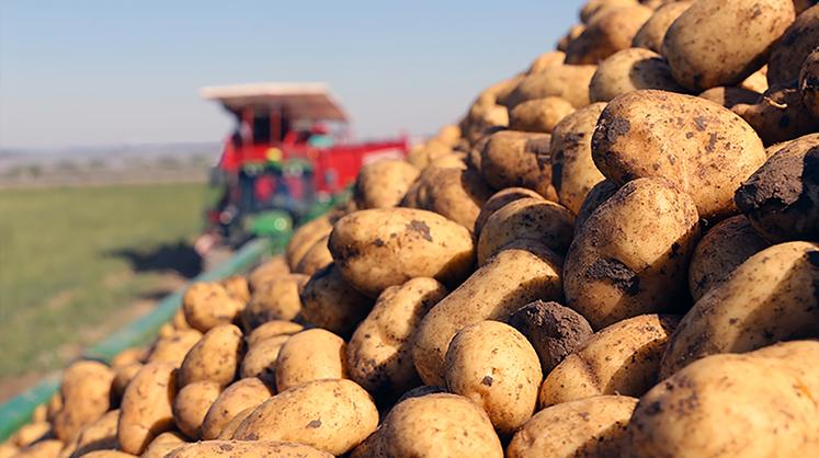 La sécheresse a impacté les rendements de pommes de terre, mais la bonne qualité pourrait compenser une partie du volume. 