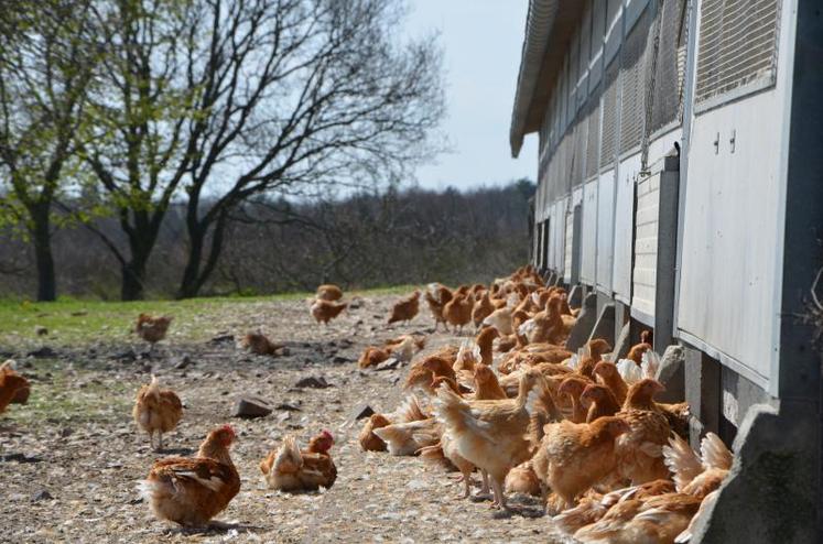 Le projet de filière volailles de chair bio en Hauts-de-France associe un groupement de producteurs et un abattoir 
régional.