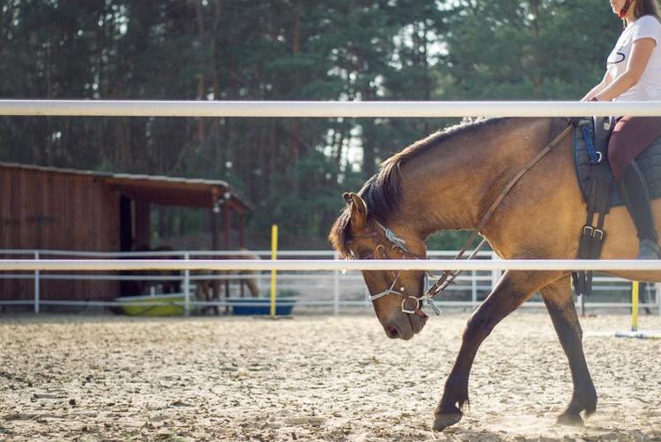 Les déplacements des propriétaires de chevaux sont autorisés uniquement si les centres équestres ne peuvent pas assurer les soins eux-mêmes.