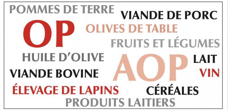 Plus de la moitié des OP et AOP (1 851) reconnues opèrent dans le secteur des fruits et légumes, suivies par le lait et produits laitiers (334), huile d'olive et olives de table (254), vin (222), viande bovine (210), céréales (177), autres produits comme les pommes de terre ou encore l'élevage de lapins (107) et viande de porc (101).