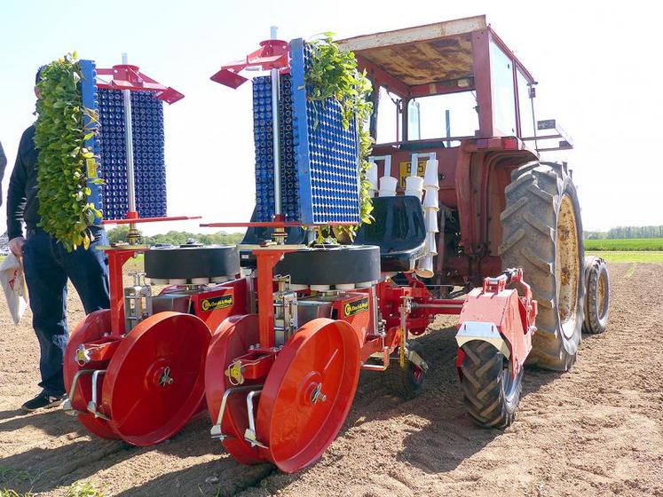 Les plants sont repiqués avec la repiqueuse de Checchi & Magli. Comptez 30 € les mille plants, plus 2 centimes par graine.