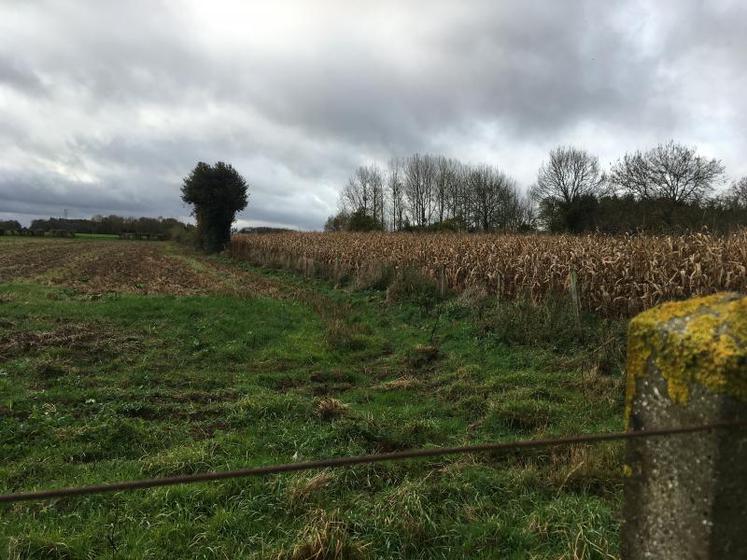 Pour la déclaration Pac 2018, les reconversions de prairies permanentes sont très limitées et encadrées.