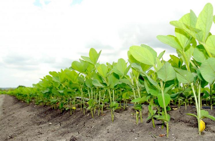 «Le soja a été, avec le pétrole, le produit le plus politique de l’année. Cela continuera en 2019», indique le rapport.