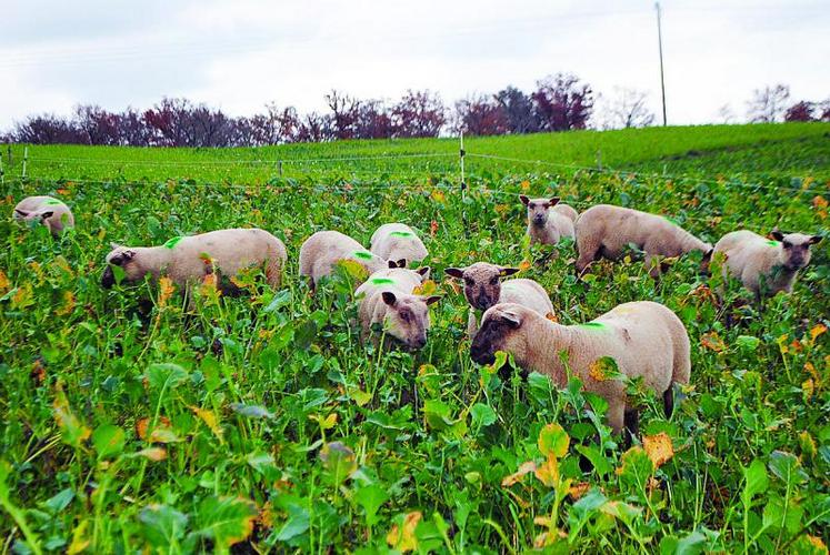 Le pâturage de dérobées l'hiver, par des agneaux de fin d'été, est en cours d'essais. Il revêt plusieurs intérêts tels que la production d'agneaux d'herbe, la réduction des coûts de concentrés et de temps passé à la distribution...