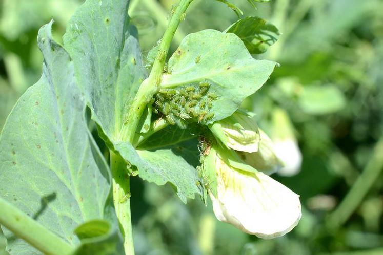 Les pucerons verts sont les principaux ravageurs à coloniser les parcelles de pois à ce stade.